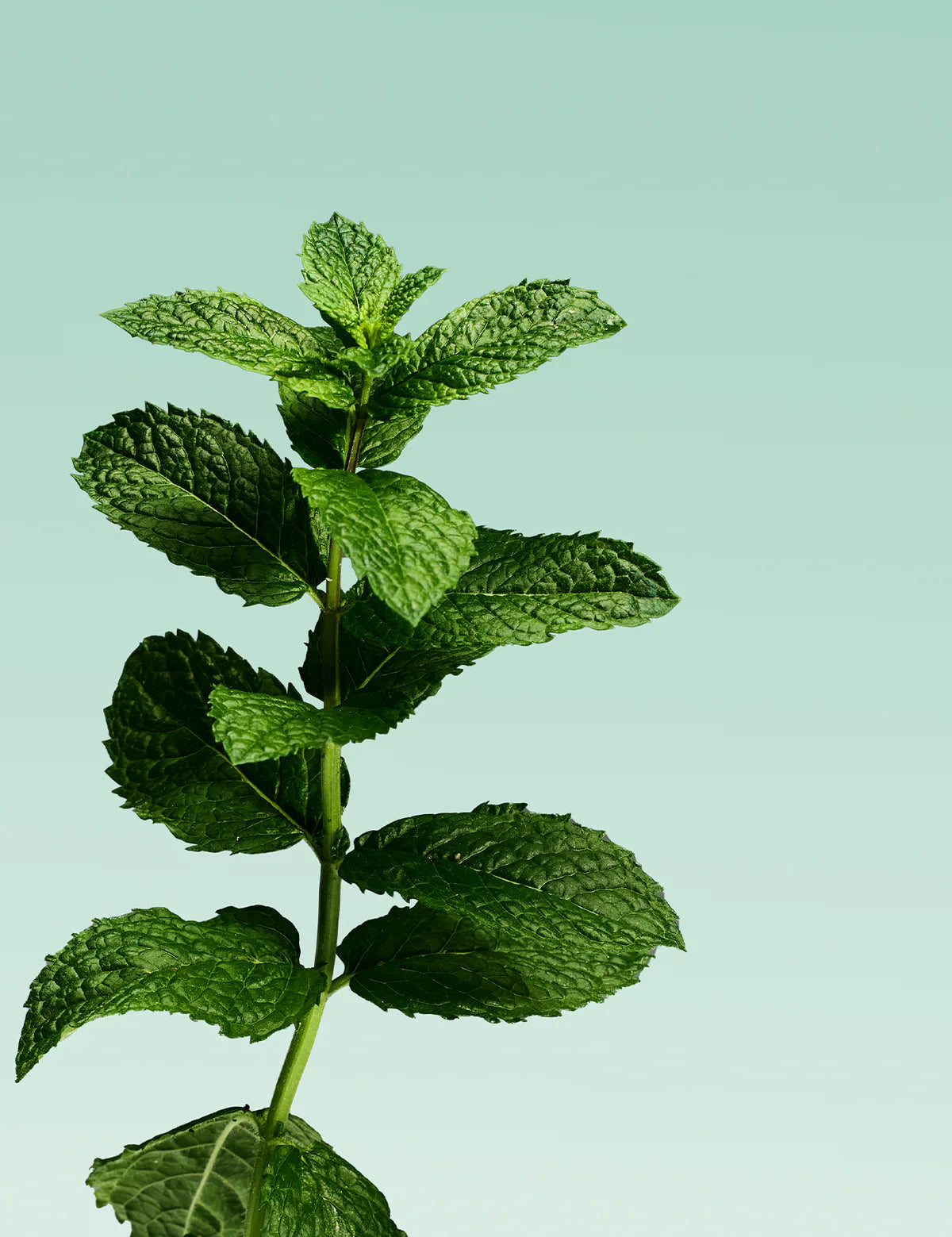 Davids | Mild Mint | Nano-Hydroxyapatite Premium Toothpaste