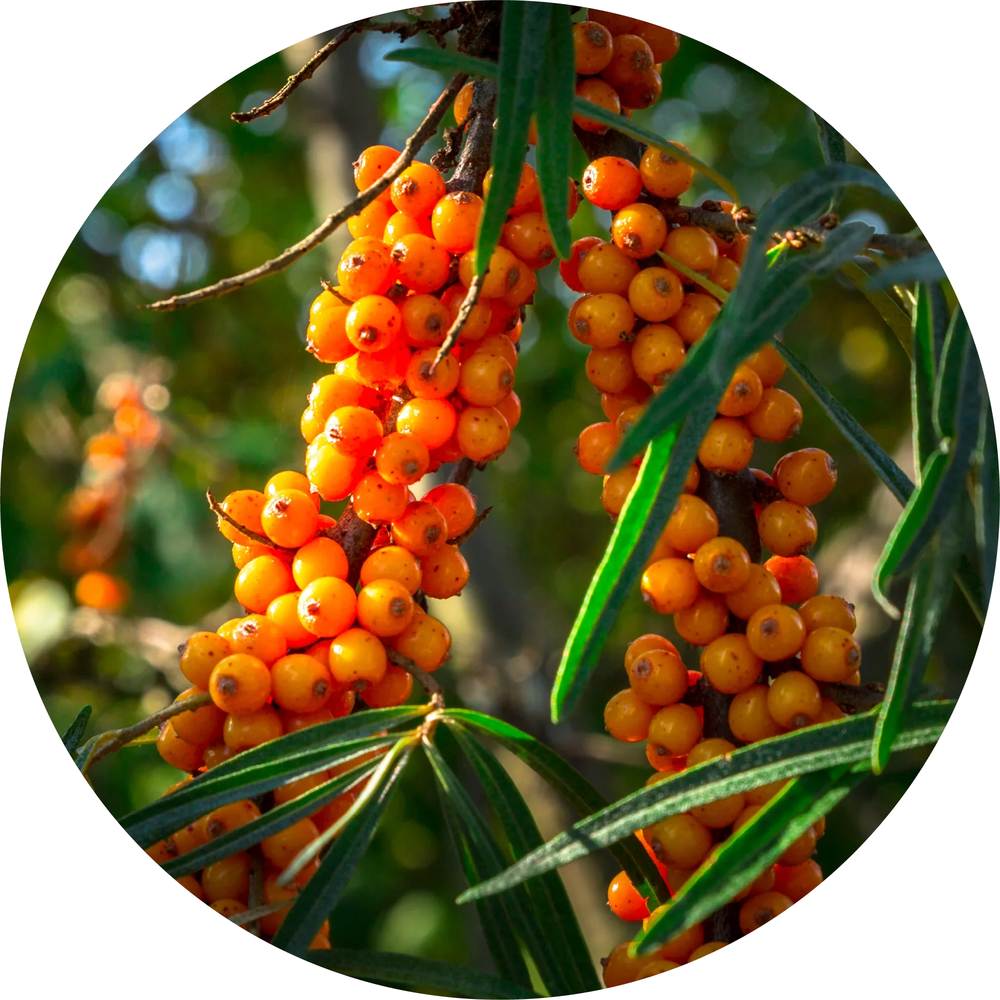 Seabuckthorn Carrier Oil