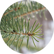 Balsam Fir Essential Oil