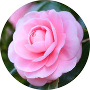 Living Libations Camellia Carrier Oil