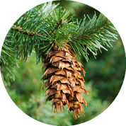 Douglas Fir Essential Oil