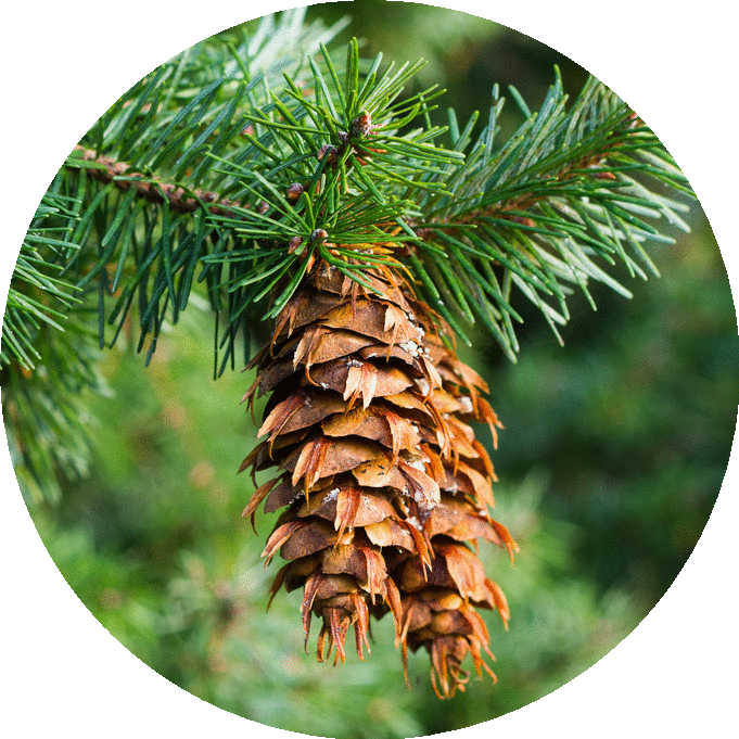 Douglas Fir Essential Oil