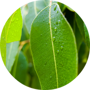 Eucalyptus Essential Oil