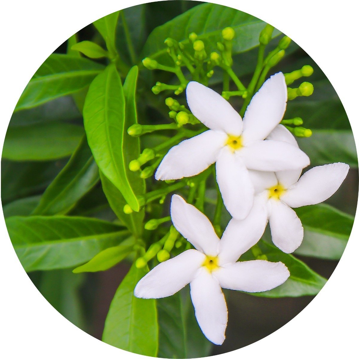 Living Libations Organic Jasmine Sambac Absolute
