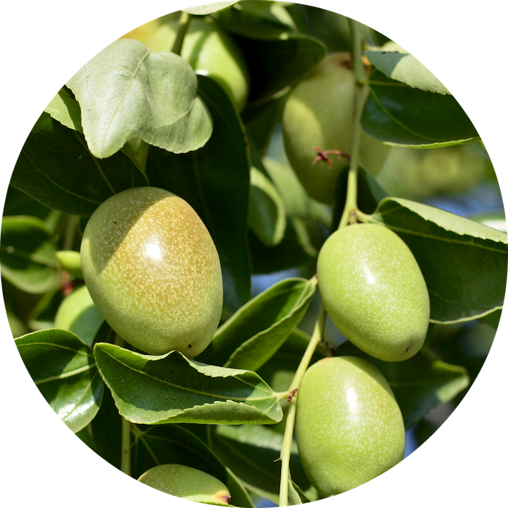 Jojoba Organic Oil