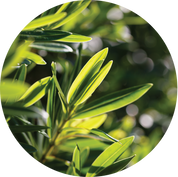 Living Libations Organic Tea Tree Essential Oil