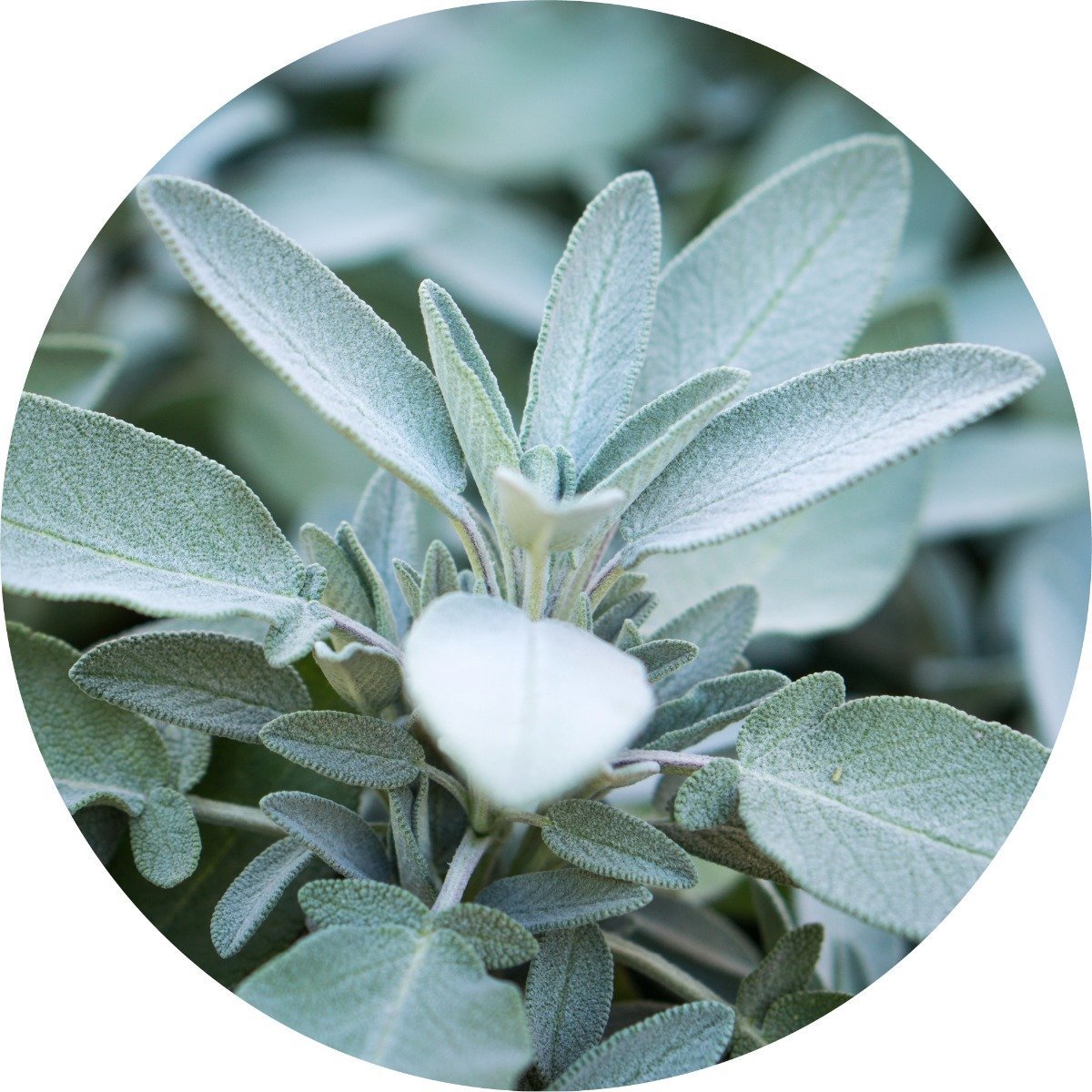 White Sage Essential Oil