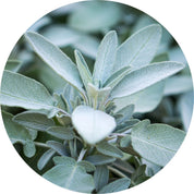 White Sage Essential Oil