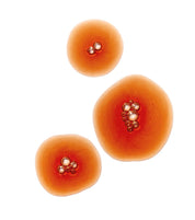 Agent Nateur | calm (beauty) spermidine & taurine daily supplement