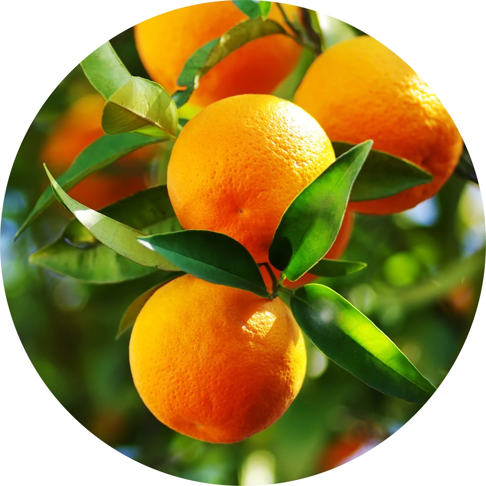 Sweet Orange Essential Oil