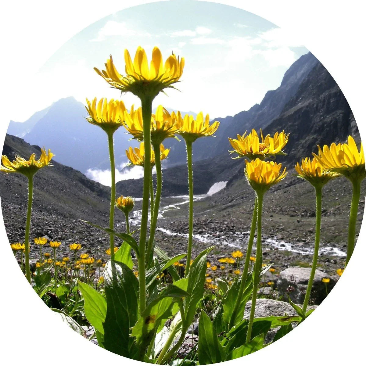 Living Libations Arnica Flower Carrier Oil