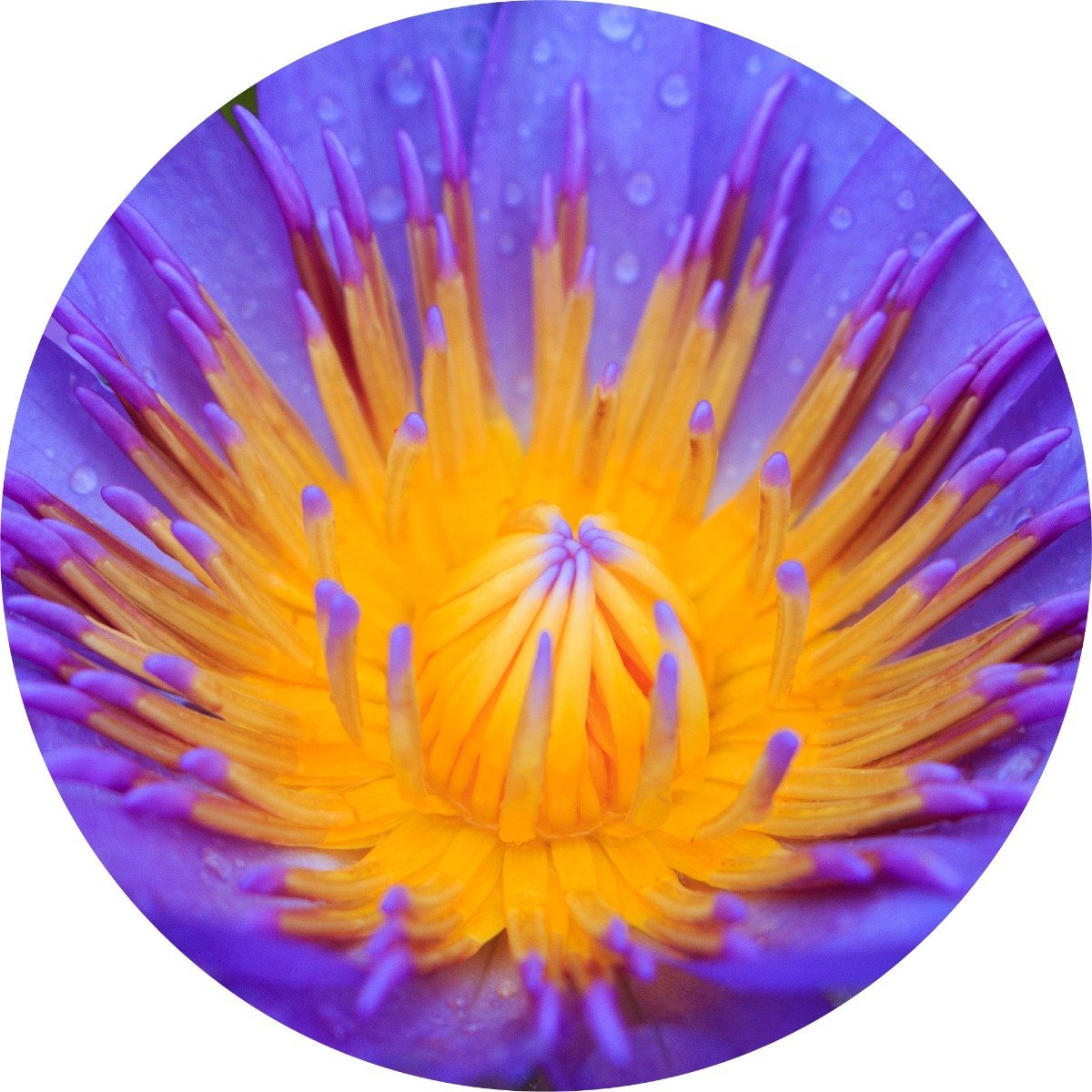 Blue Lotus Absolute