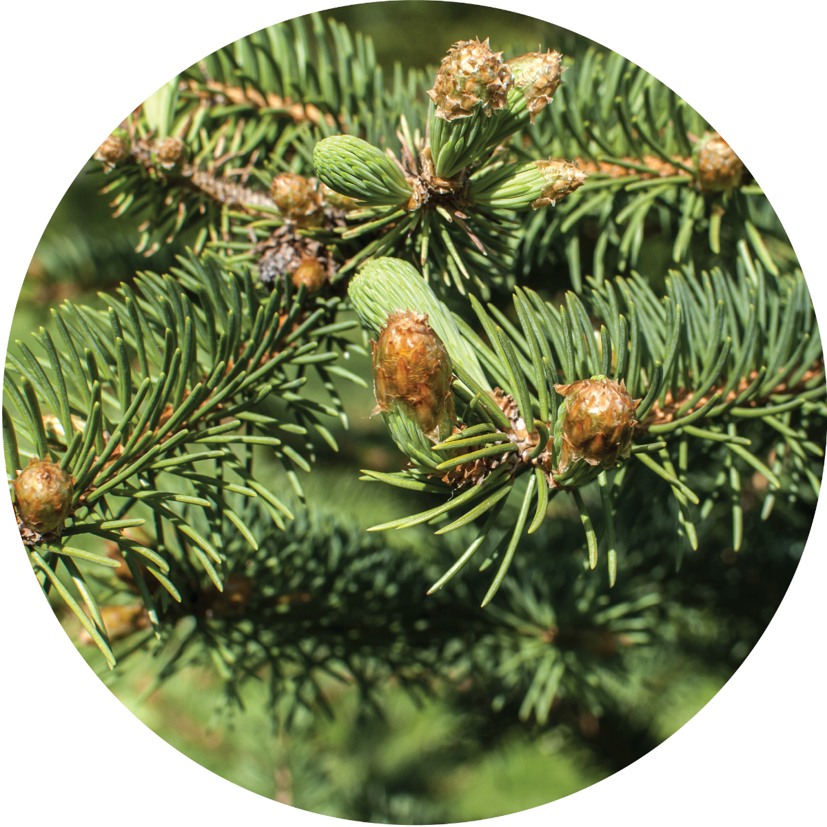 christmastree_1024x1024_2x_61998946-a7ea-4eed-aac5-d5d7414a3cb3.png