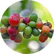 Coffee Bean Essential Oil