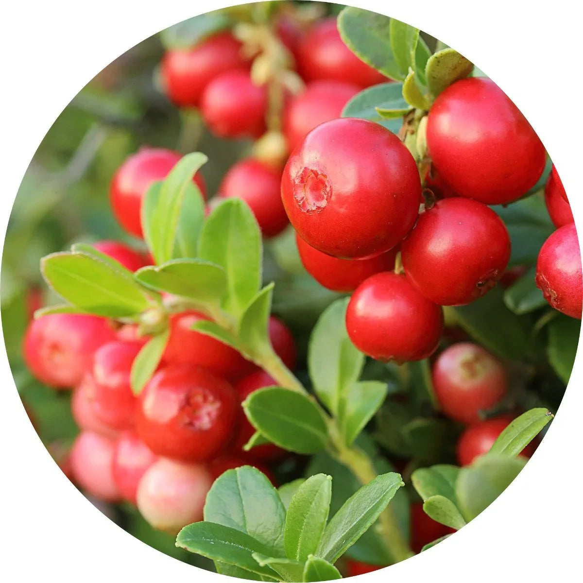 Living Libations Cranberry Seed Carrier Oil