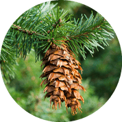 Douglas Fir Essential Oil