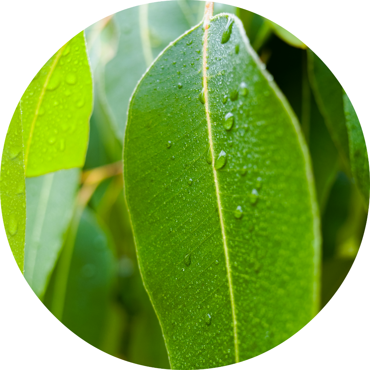 eucalyptus_eo_circle_image_1024x1024_2x_74419f82-79a7-414c-9217-9b799b709f4c.png