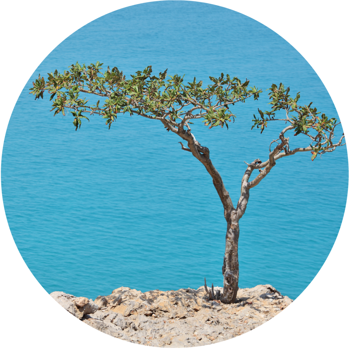 Frankincense Carterii Essential Oil