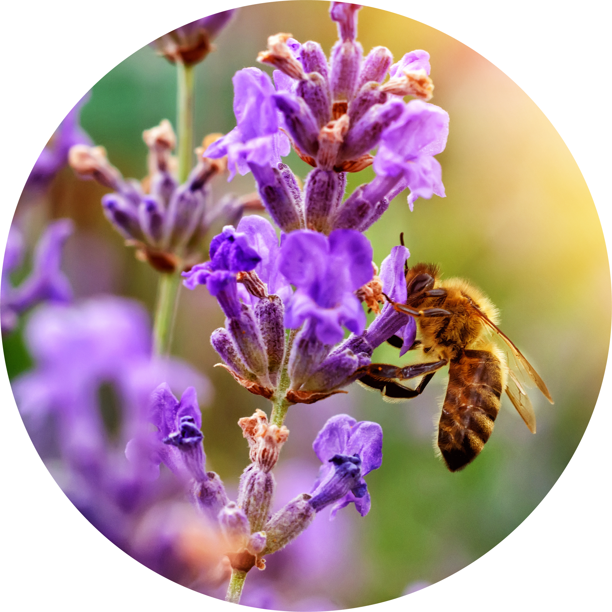 frenchLavender_1024x1024_2x_a1c0e5dc-5dd5-40b8-b69c-b18bb8352601.png