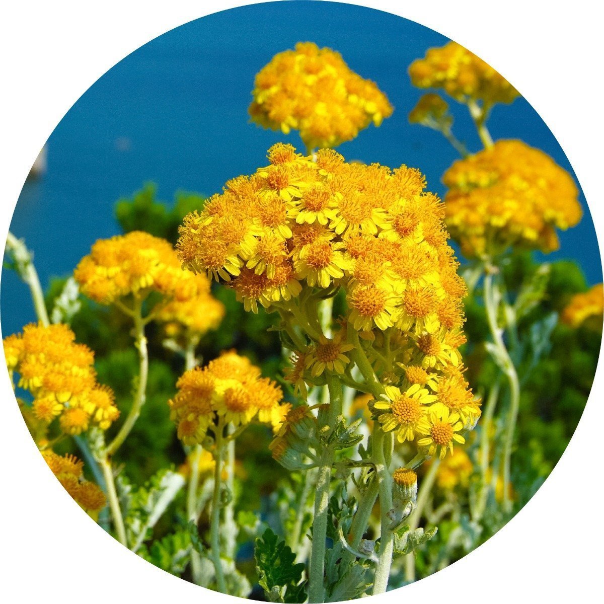immortelle2_1024x1024_2x_6a021c7b-60e7-4094-92dd-a32bb46beb42.jpg