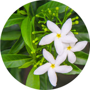 Living Libations Organic Jasmine Sambac Absolute