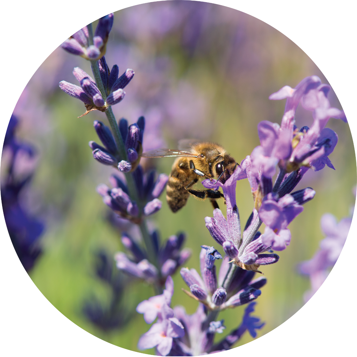 lavender_1_1024x1024_2x_cbb548a7-4e8e-4edf-b153-96711577cd76.png