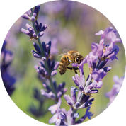 Lavender Essential Oil