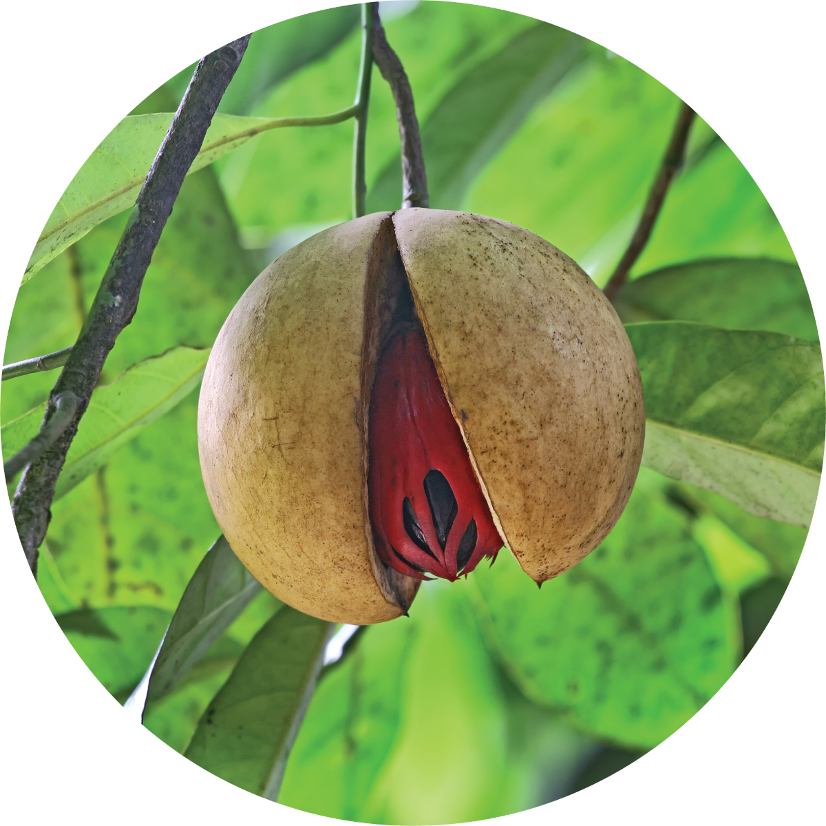 Living Libations Organic Nutmeg Essential Oil
