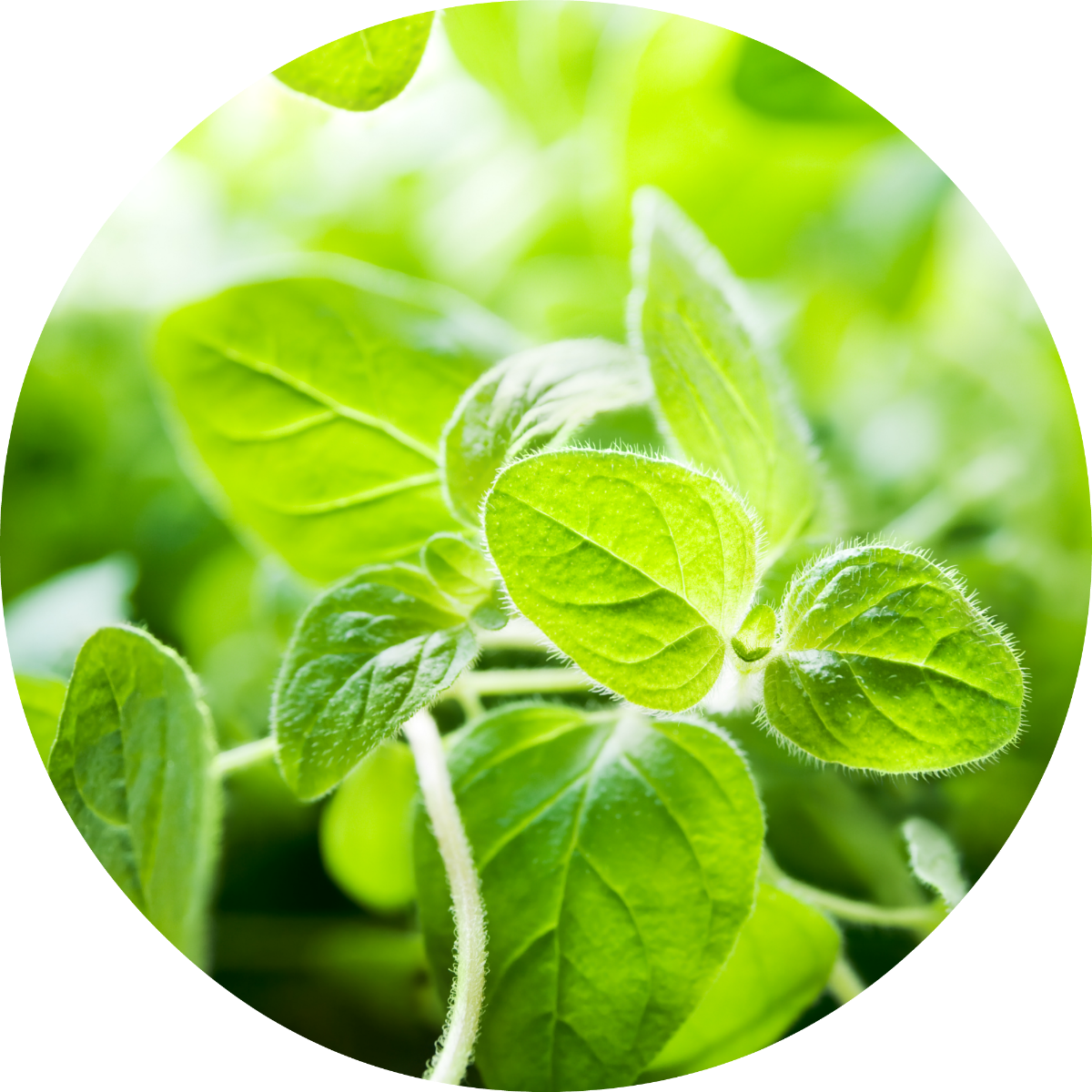 Living Libations Organic Oregano Essential Oil
