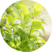 Peppermint Essential Oil