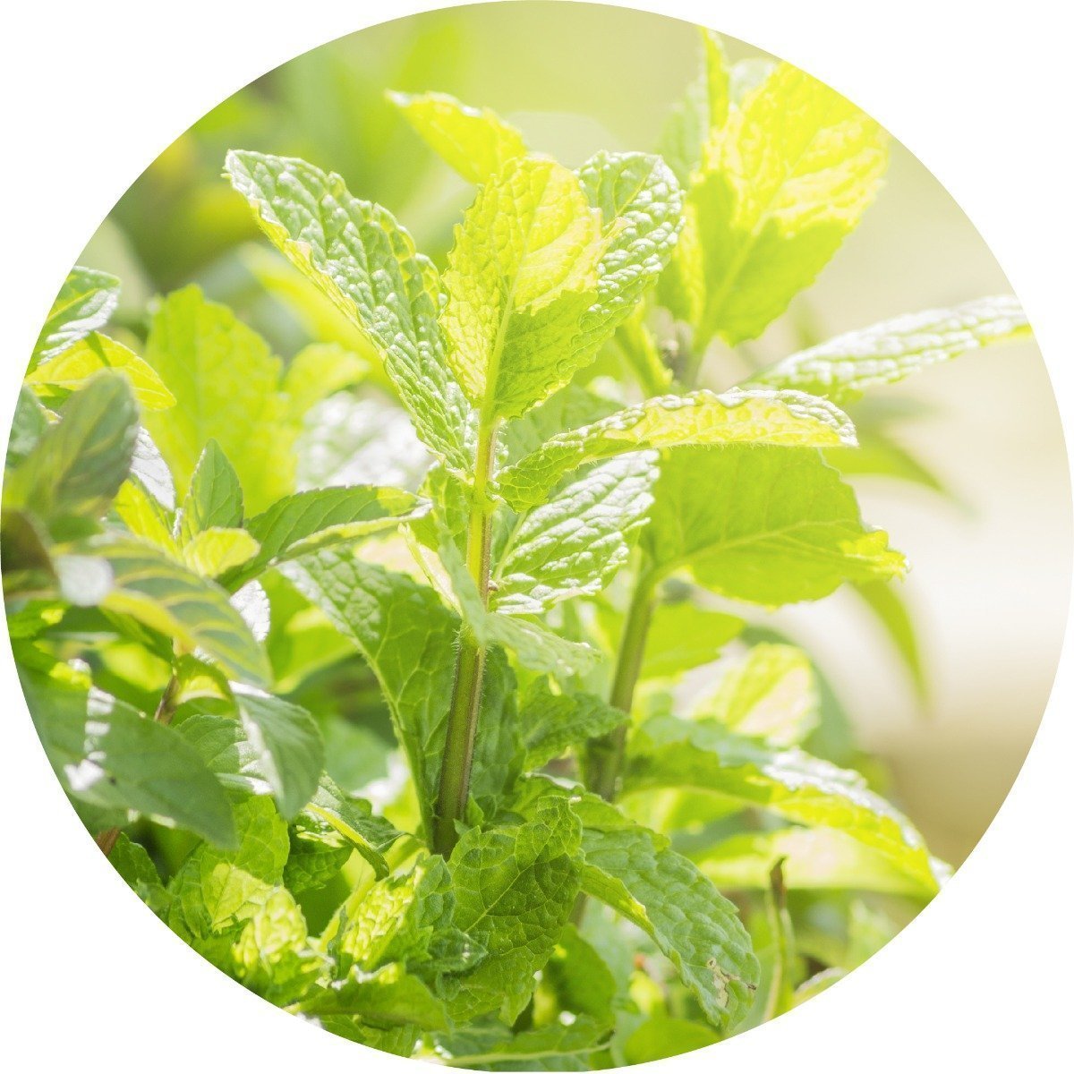 peppermint_1024x1024_2x_84a782de-1f55-4cfc-8440-64e529c8670f.jpg