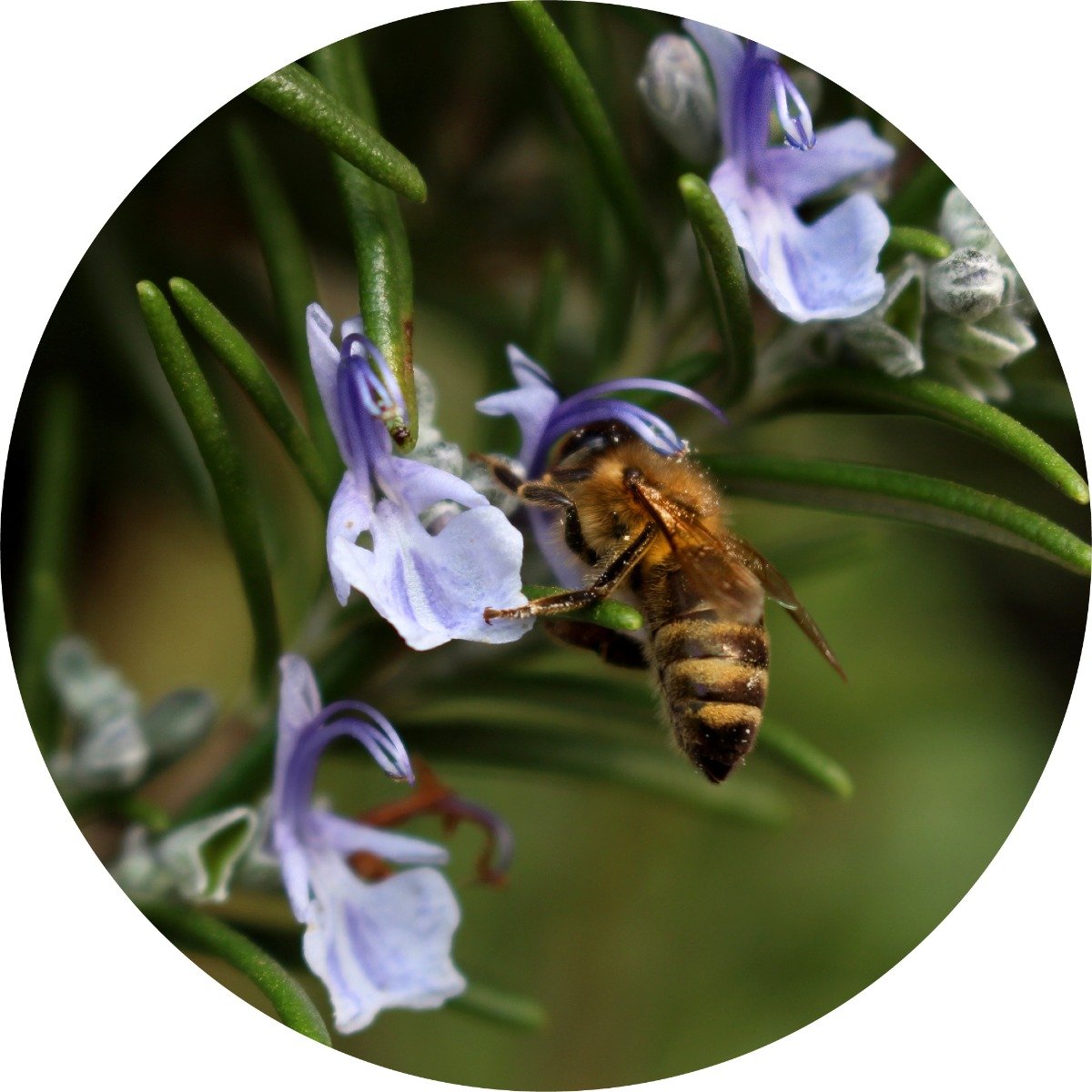 Living Libations Organic Rosemary Essential Oil