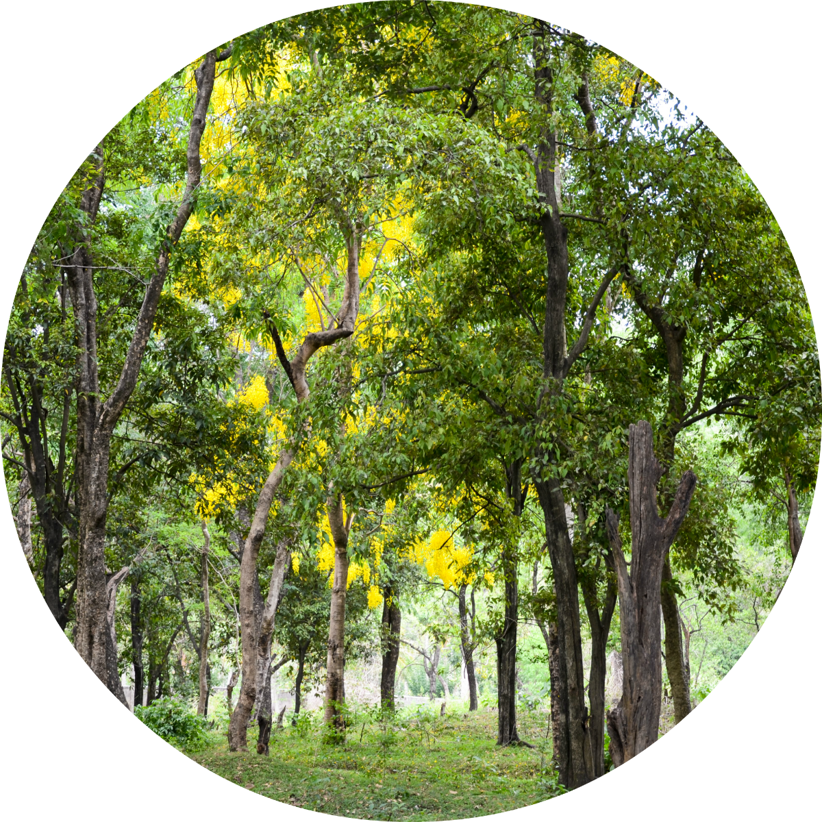 Living Libations Organic Sandalwood Essential Oil