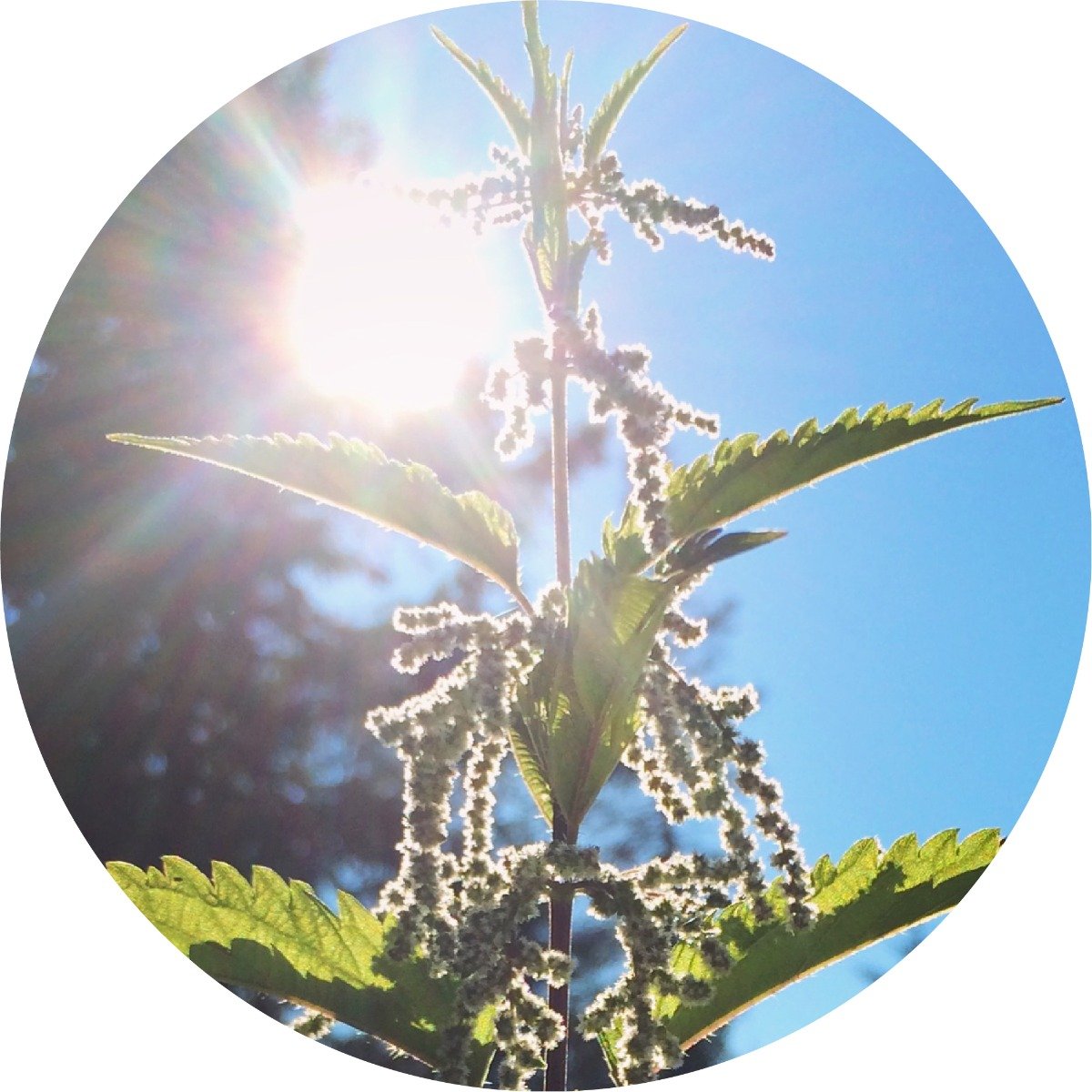 stingingnettle_1024x1024_2x_e7c5bb21-92cc-4b26-b379-71f2d7784257.jpg