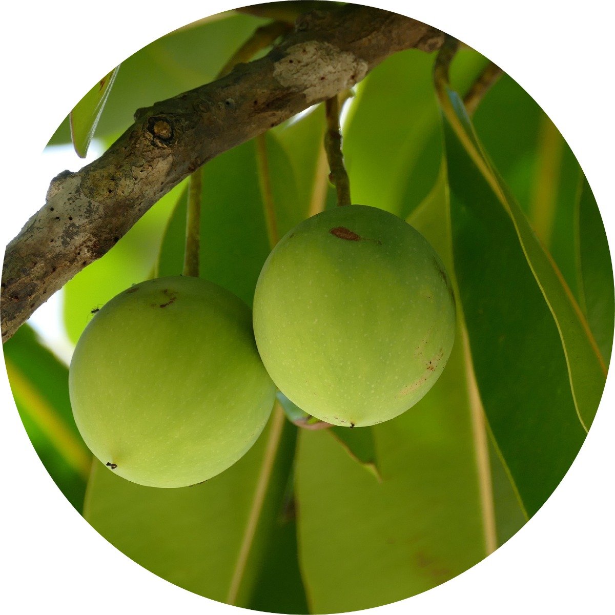 tamanu_1024x1024_2x_3c1b98e6-9126-4ff3-b9f1-136067225a7b.jpg
