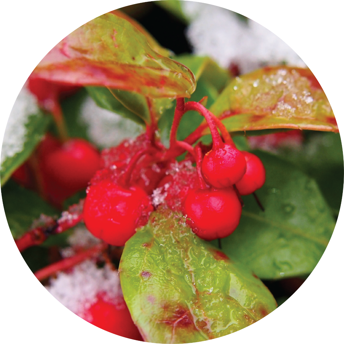 wintergreen_1024x1024_2x_b475476f-d067-4850-9733-c083bb14ccfb.png